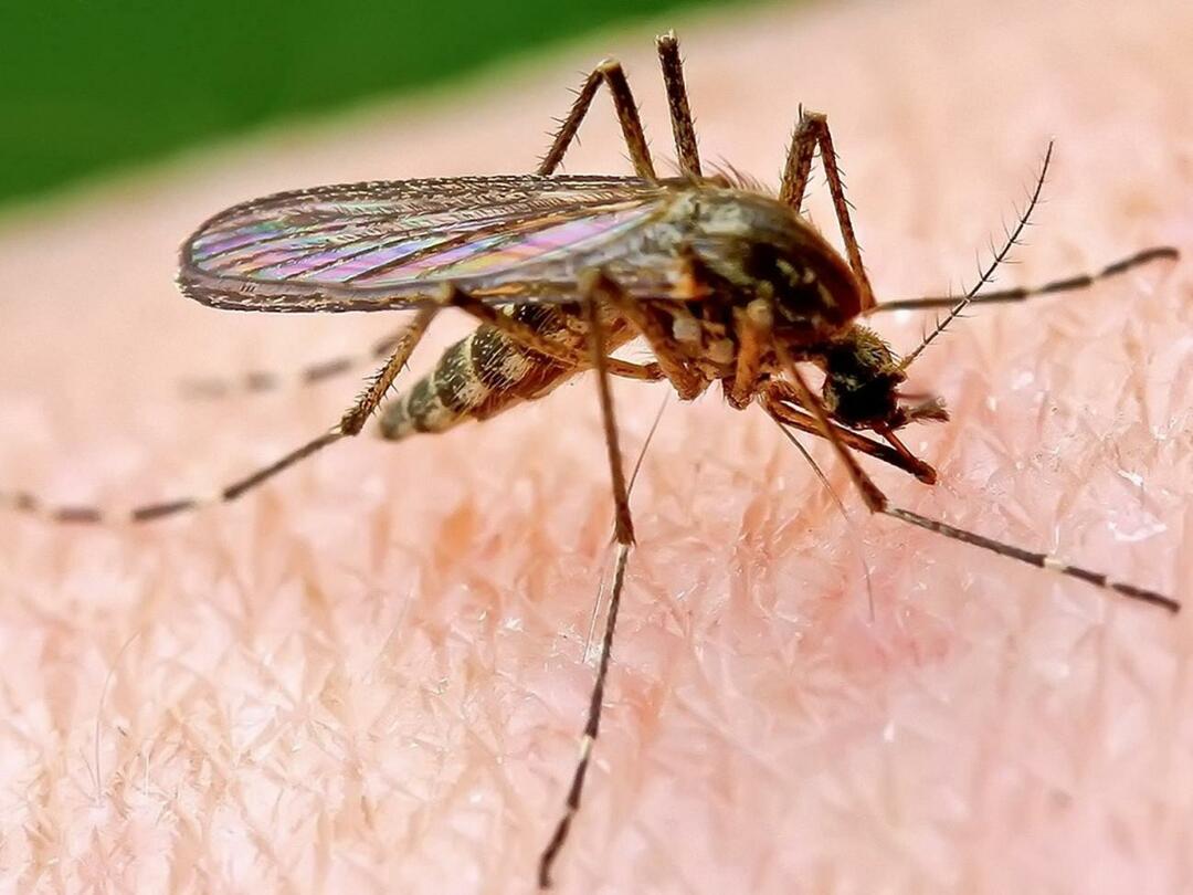 Mengapa nyamuk lebih sering menggigit beberapa orang?