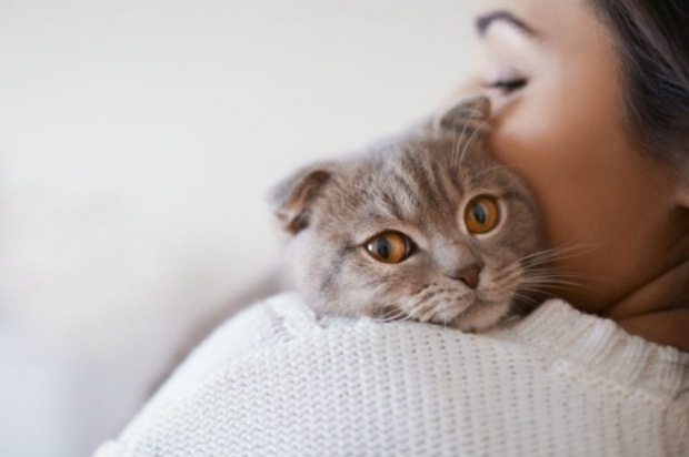Bagaimana mencegah stres kucing? 