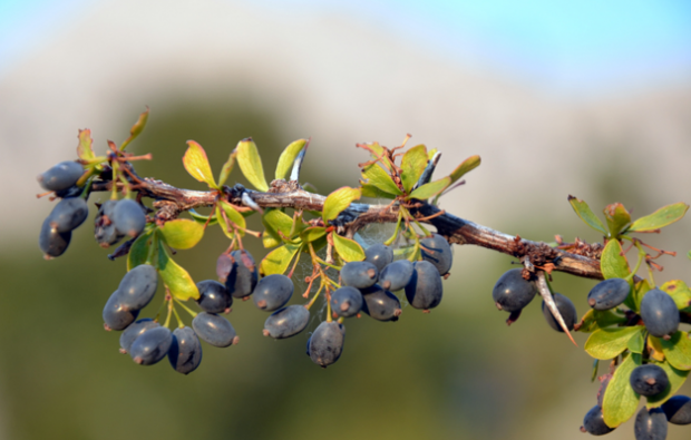 Apa manfaat dari tanaman barberry? Bagaimana cara membuat teh dari tanaman barberry?