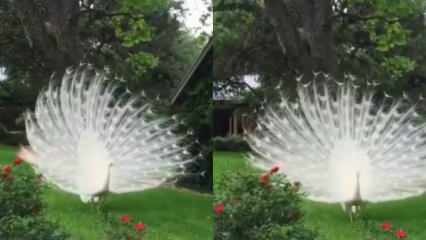 Peacock putih yang jarang terlihat terpesona oleh keindahannya!