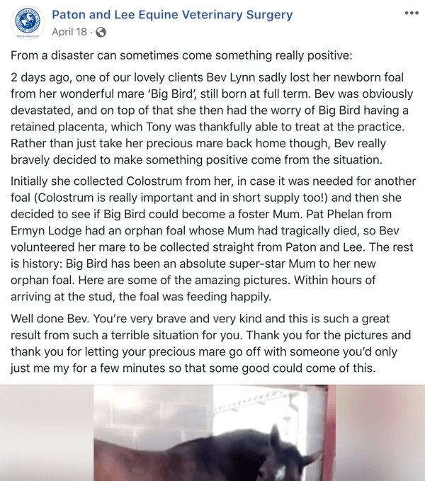 Contoh kiriman Facebook dengan cerita dari Paton dan Lee Equine Veterinary Surger.