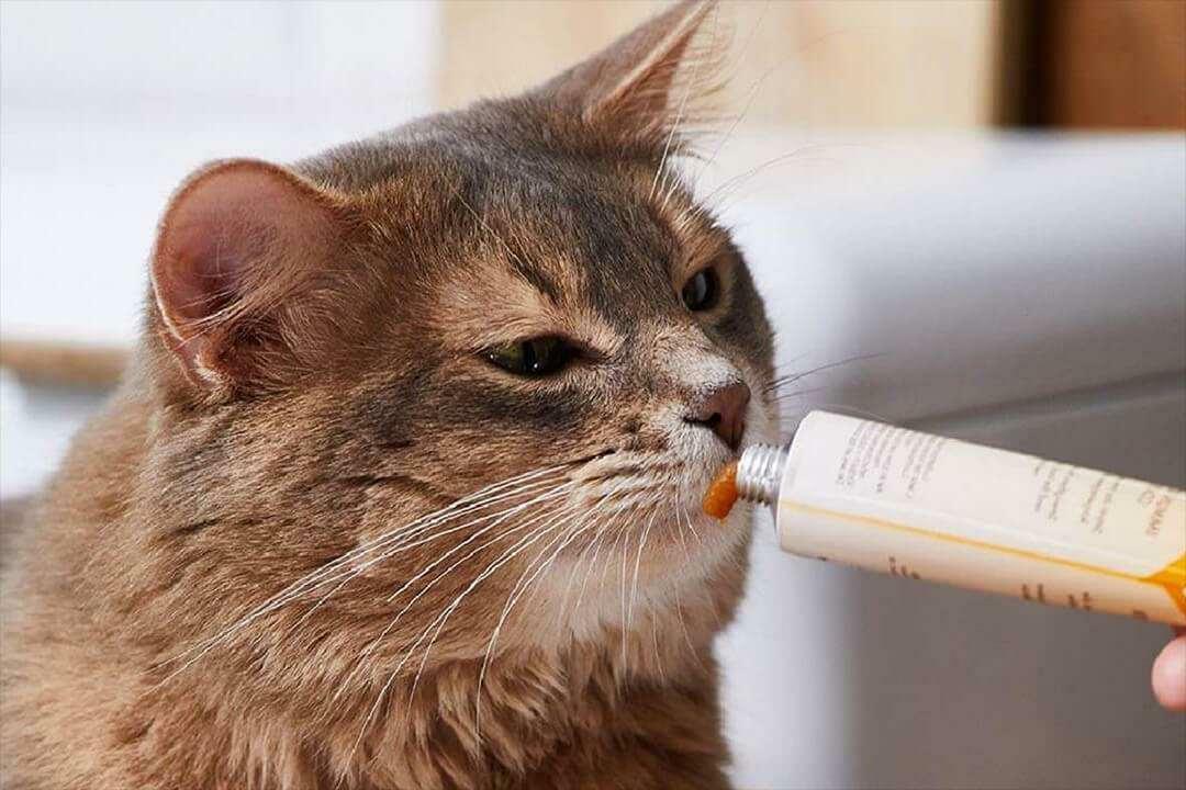 Cara memberi makan pasta kucing
