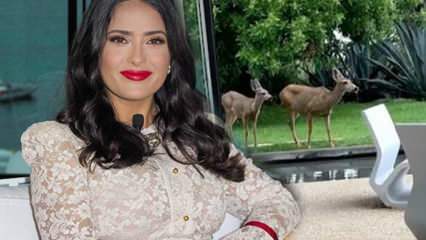 Bintang Hollywood Salma Hayek berbagi rusa di kebunnya di media sosial!