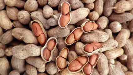 Apa manfaat kacang tanah? Jika Anda mengonsumsi segenggam kacang sehari... 