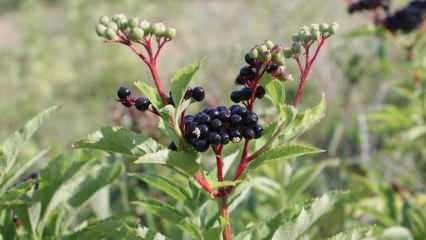 Apa manfaat penatua? Bagaimana cara membuat teh elderberry? Apa yang dilakukan sirup elderberry?