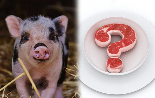 Apakah dilarang makan babi?