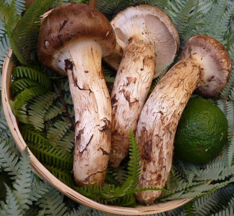 jamur matsutaka, protein yang kuat