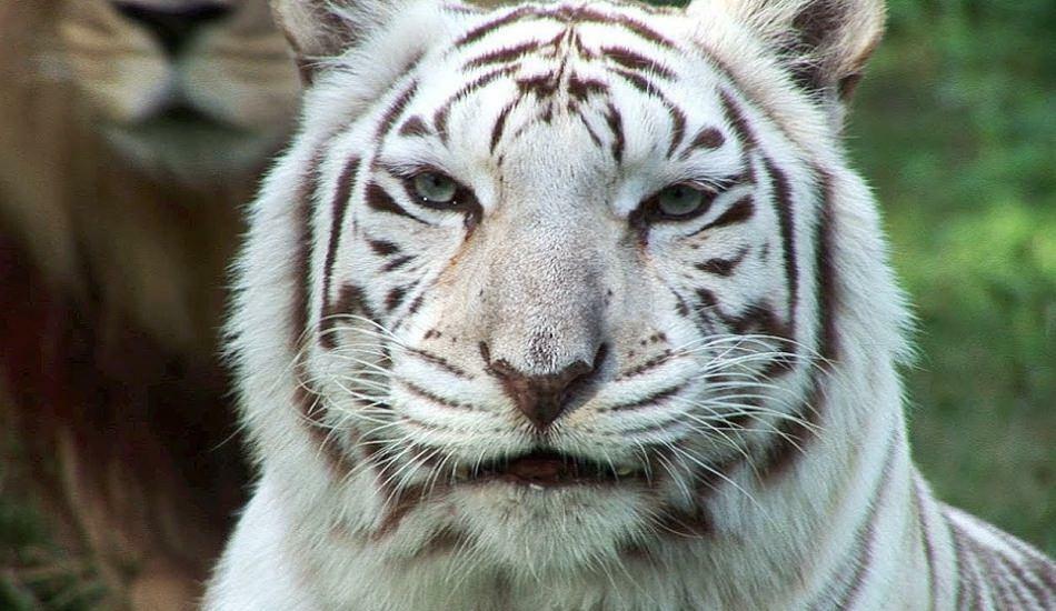 Harimau putih di kebun binatang menyebarkan bahaya