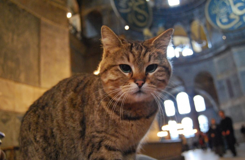 Kucing Gli Hagia Sophia
