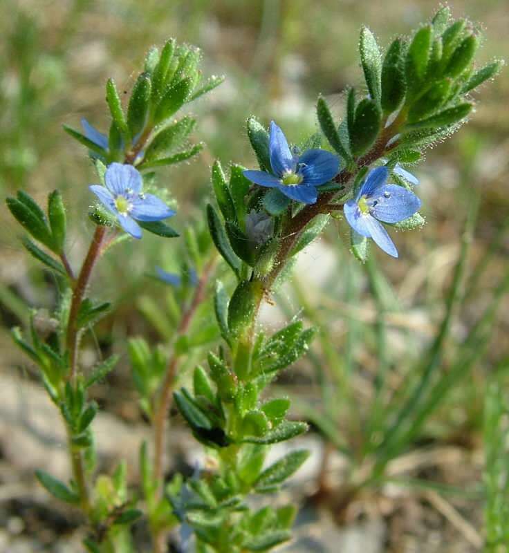 speedwell menguntungkan penyakit perut