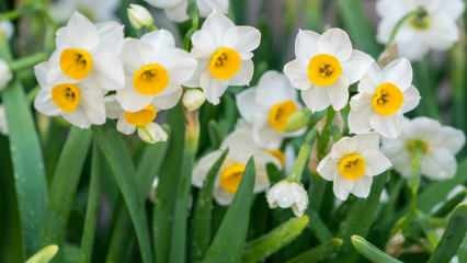 Apa Arti Bunga Narcissus, Apa Ciri dan Khasiatnya? Cara menyebarkan bunga narcissus