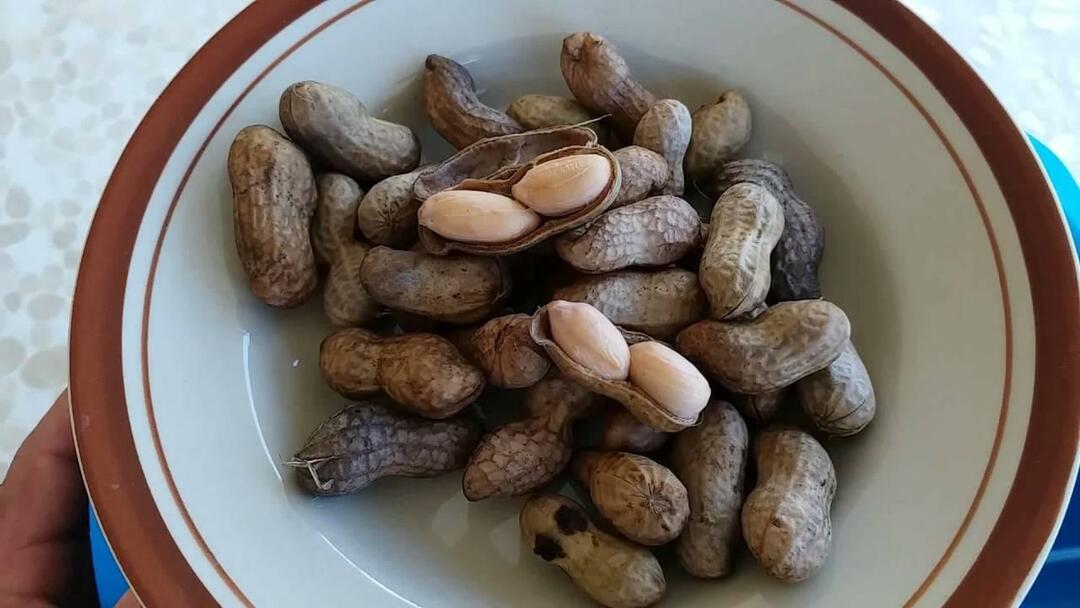 Kacang Rebus 