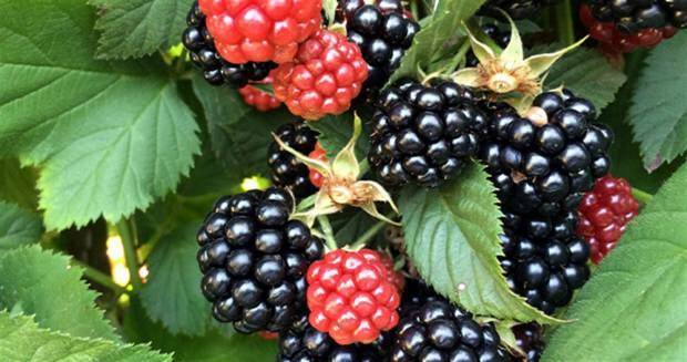 Perbedaan antara raspberry dan blackberry