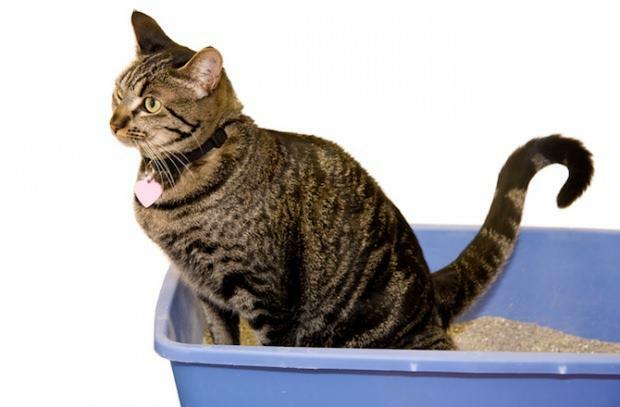 Cara toilet melatih kucing
