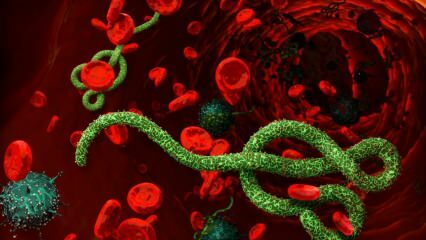 Apa itu virus Ebola? Bagaimana virus Ebola ditularkan? Apa saja gejala virus Ebola? 