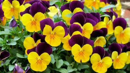 Bagaimana cara merawat bunga violet? Bagaimana cara mereproduksi bunga violet?