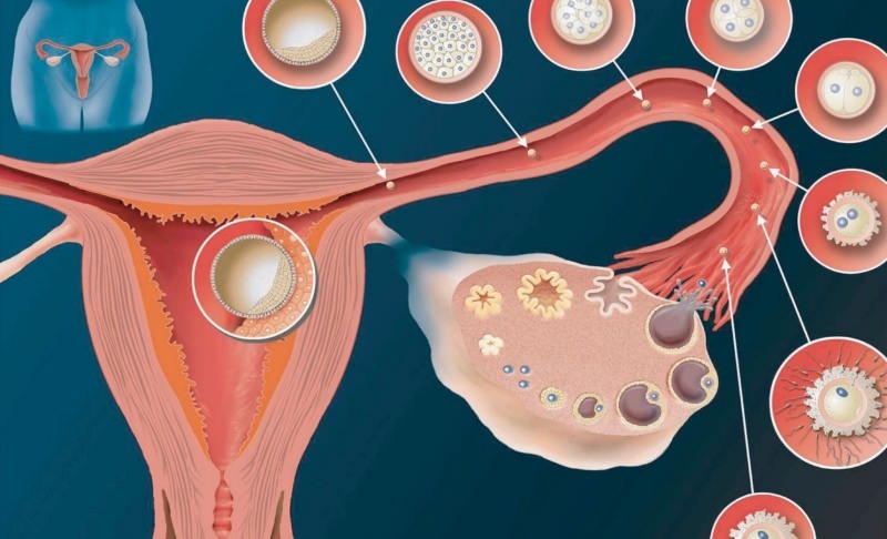 Apa itu implantasi? Bagaimana membedakan antara perdarahan menstruasi dan menstruasi? Warna dan konsistensi ...