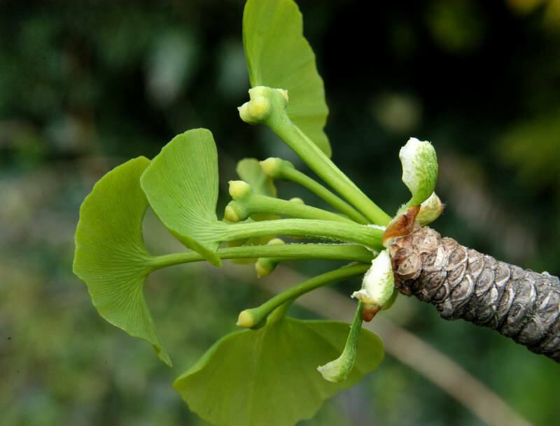 ginkgo biloba sangat bermanfaat bagi kesehatan otak