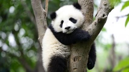 Panda terkecil di dunia lahir di Cina