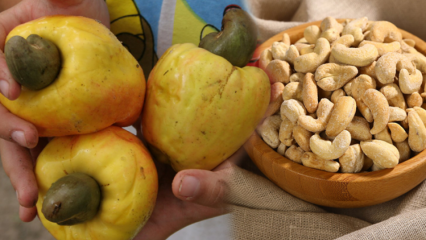 Apa manfaat kacang mede? Hal-hal yang perlu diketahui tentang kacang mete, yang secara positif memengaruhi kesehatan mata ...
