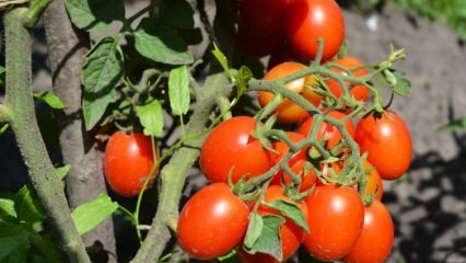 Bagaimana cara menanam tomat dalam pot? Tomat yang paling mudah tumbuh
