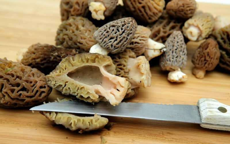Apa saja manfaat jamur perut domba Bagaimana cara mengonsumsi jamur perut domba?