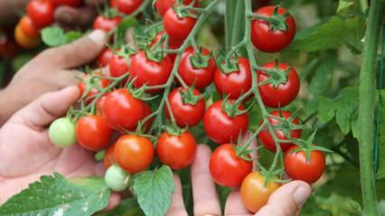 Apa manfaat makan tomat di sahur? Apa manfaat tomat mentah? 