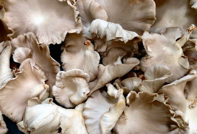 konsumsi jamur yang berlebihan dapat menyebabkan alergi keracunan 