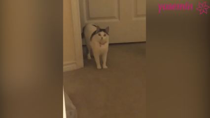 Kucing yang bereaksi terhadap para tamu yang pulang!