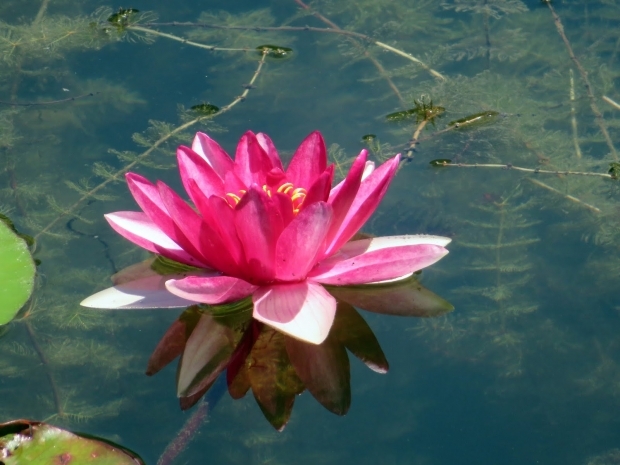 Manfaat bunga lotus bagi kulit