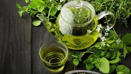 Manfaat teh hijau! Pelangsingan cepat dan sehat dengan diet teh hijau