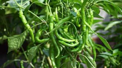 Bagaimana cara menanam paprika hijau dalam pot? Tips menanam cabai di rumah