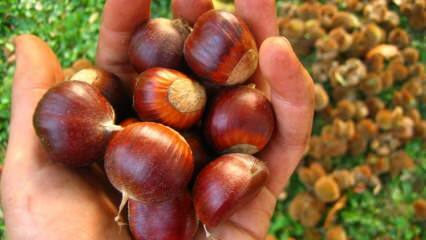 Apa manfaat chestnut bagi kulit? Pembuatan topeng kastanye