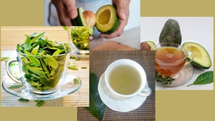 Apa manfaat teh daun alpukat? Bagaimana cara membuat teh daun alpukat?