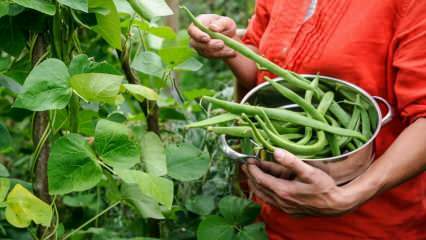 Bagaimana kacang hijau ditanam? Cara menanam kacang di tanah