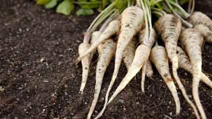 Apakah parsnip berguna? Bagaimana wortel asing dikonsumsi?