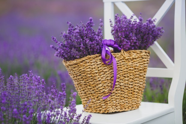 Perawatan Lavender
