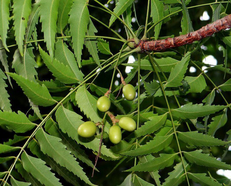 pohon Mimba telah digunakan dalam pengobatan alternatif sejak zaman kuno