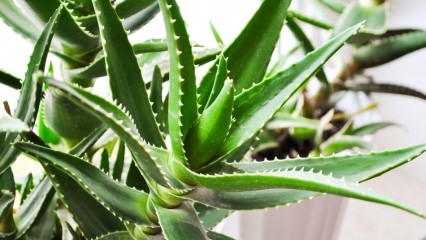 Apa itu Aloe Vera? Apa manfaatnya bagi kulit? Bagaimana Aloe Vera diterapkan pada kulit?