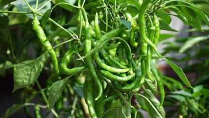 Bagaimana cara menanam paprika hijau dalam pot? Apa saja trik menanam cabai di rumah?