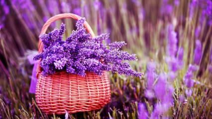 Bagaimana cara mengambil lavender? 