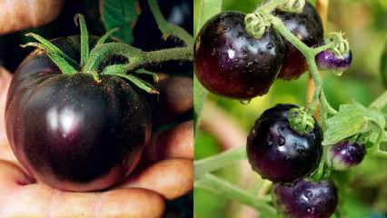 Musuh kanker: Apa itu tomat hitam? Apa manfaat tomat hitam?