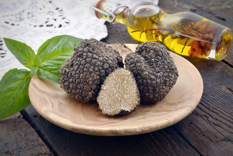 truffle mengandung protein tinggi