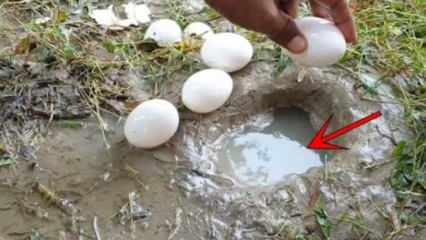 Fenomena YouTube menangkap ikan dengan memecahkan telur di air! Inilah hasil yang mencengangkan ...