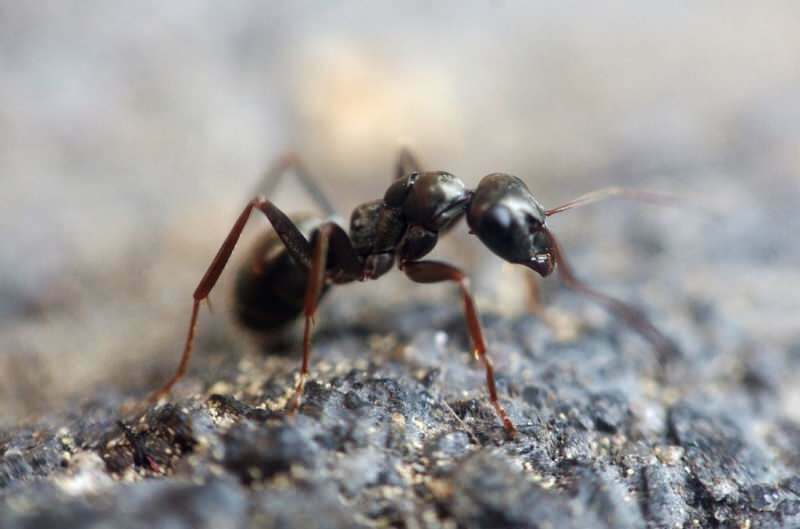 Metode yang efektif untuk menghilangkan semut di rumah! Bagaimana semut dapat dihancurkan tanpa membunuh?