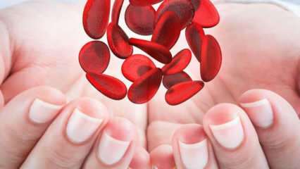 Apa itu anemia Mediterania (Thalassemia)? Apa saja gejala anemia Mediterania? Pengobatan anemia Mediterania