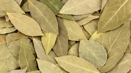 Apa manfaat daun salam? Apa yang dilakukan teh daun salam? Campuran bay dan lemon