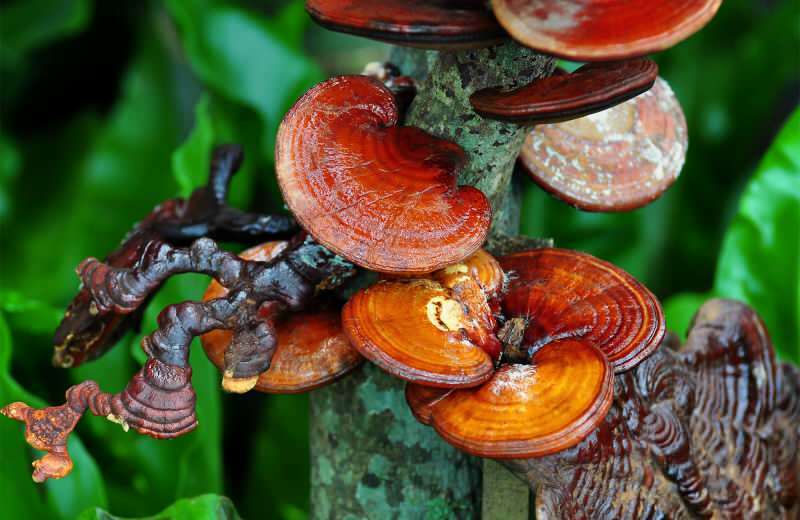 Apa itu jamur Reishi? Apa manfaat jamur reishi untuk kulit dan rambut?
