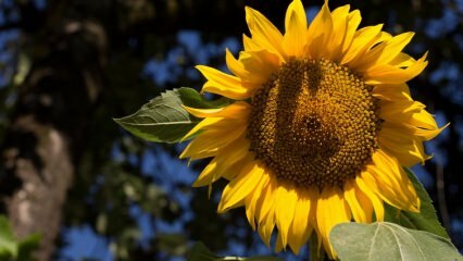 Apa manfaat bunga matahari? Penyakit apa yang cocok untuk bunga matahari? Bagaimana teh bunga matahari dibuat?
