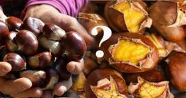 Berapa banyak kalori dalam chestnut? Apa manfaat kastanye? Bisakah chestnut dimakan saat diet